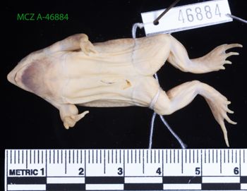 Media type: image;   Herpetology A-46884 Description: Specimen photo;  Aspect: whole body ventral